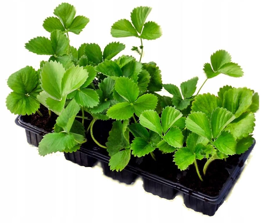 Set 10 STÜCK Riesenerdbeere Giganterdbeere Erdbeerpflanzen Sehr sehr große GIGANT Früchte ERDBEEREN in Topf Tray mehrjährig winterhart