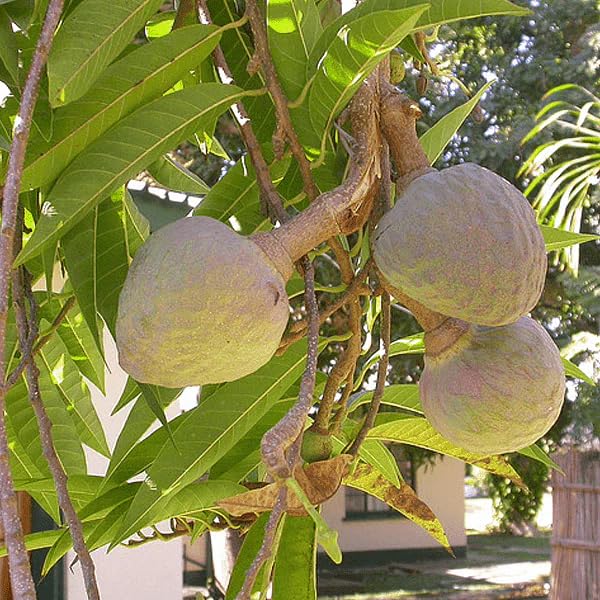 BLOOM & GROW® Grafted Custard Apple (Ramfal Fruit) (B0C78N7RNN) Amazon Price History, Amazon Price Tracker