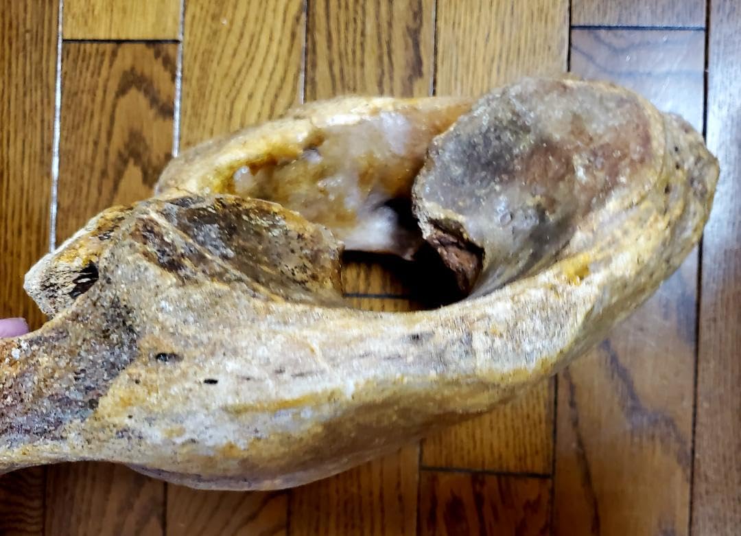 Amazon.co.jp: マンモスの頚椎骨の化石 本物 古代 ゾウ 象 歴史 : おもちゃ