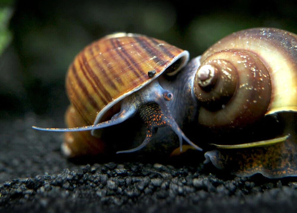 CU AQUATICS Coffee Mystery Snail Algae Eater Apple Snail Aquarium Tank Live Snail Fish