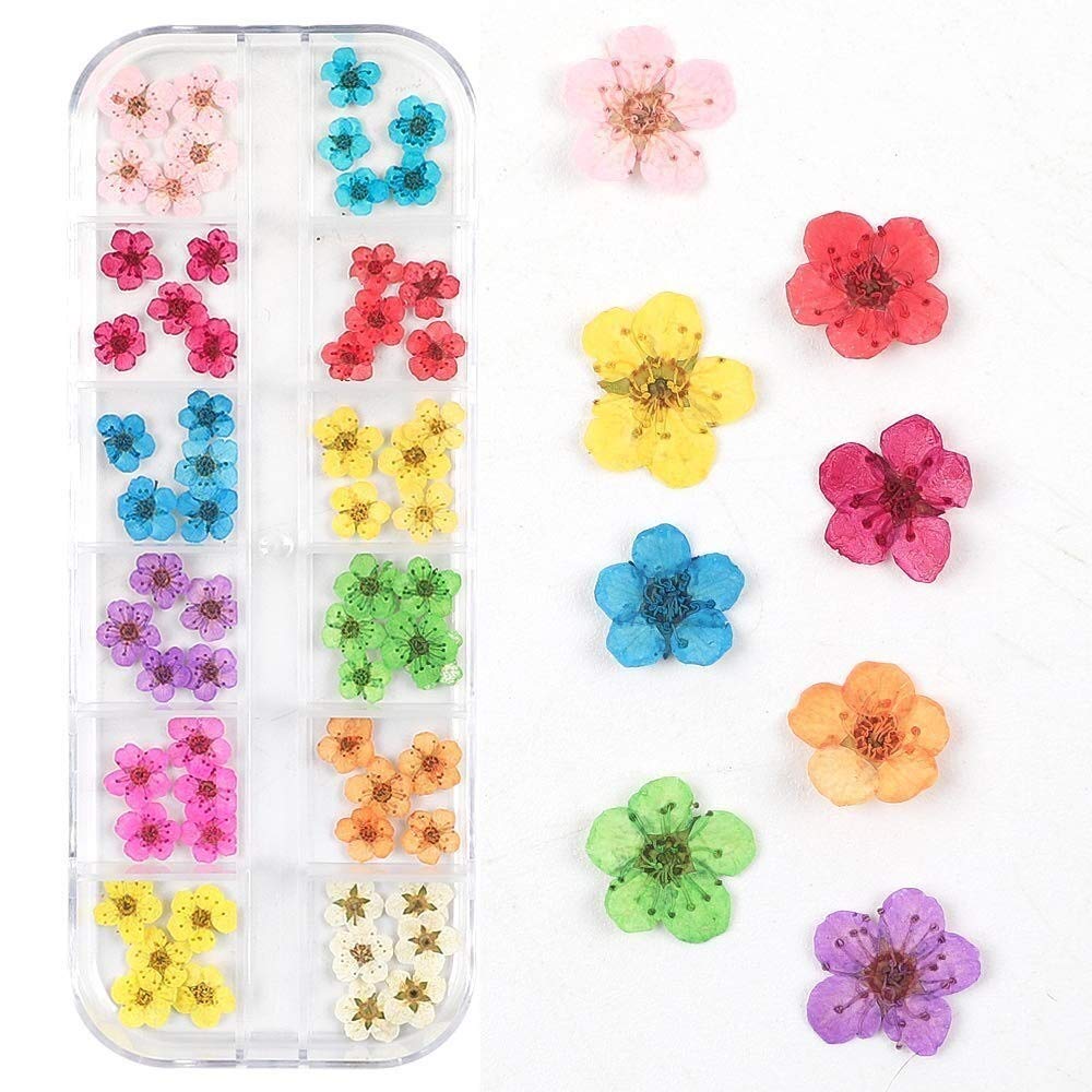 Tamilnadushopping 12pcs Pressed Dried Viola tricolor L Pansy Herbarium For Nail Art Resin Jewelry Frame (Mixed)-image-23