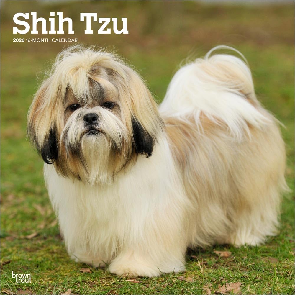 Shih Tzu 2026 12 X 24 Inch Hanging Monthly Square Wall Calendar  CALENDAR