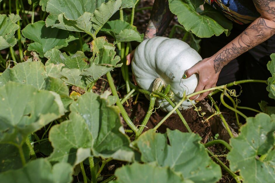 White pumpkin seeds for planting 100% germination (50 seeds) (B0CB5Q6BGC) Amazon Price History, Amazon Price Tracker