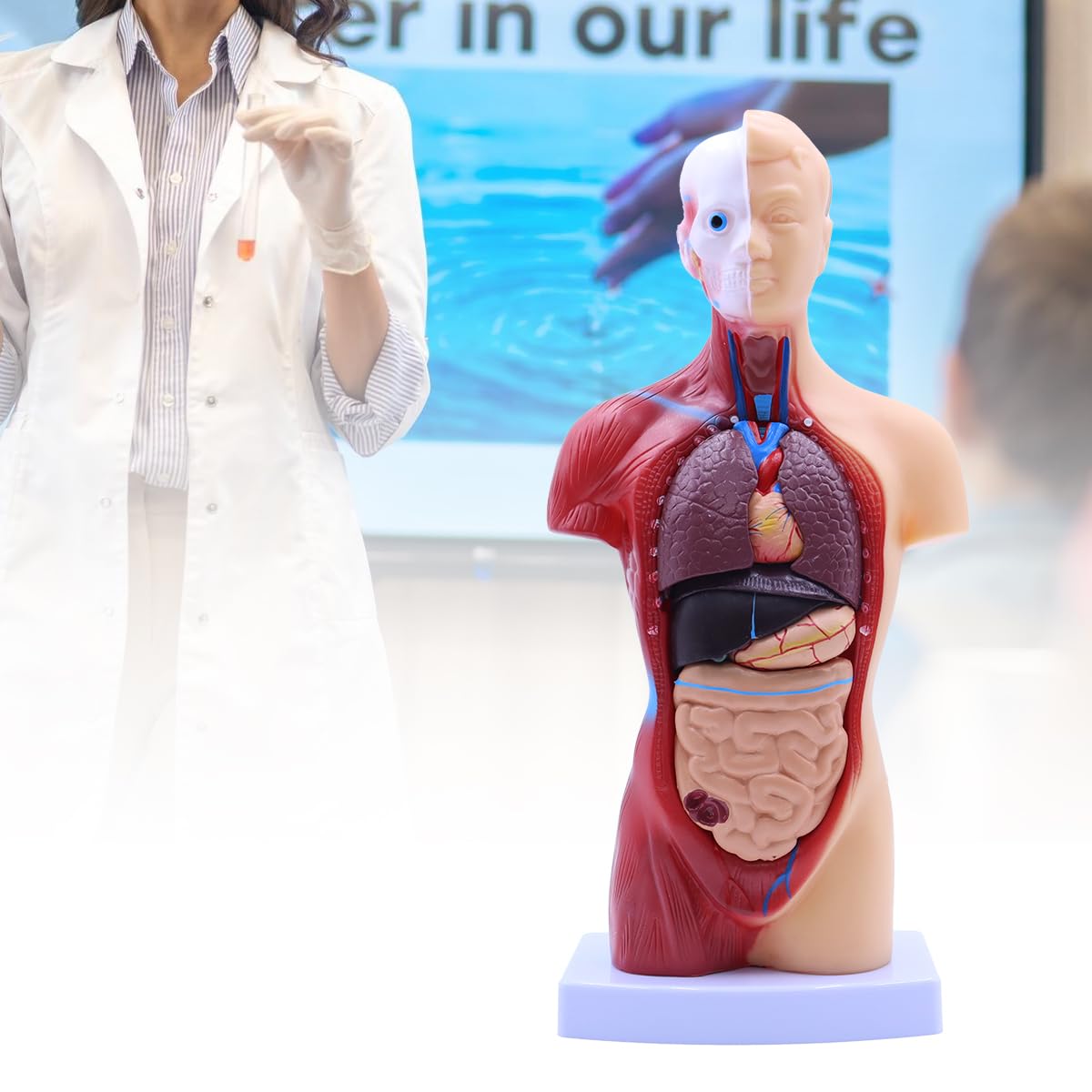 Modelo de anatomía humana de 28 cm, cuerpo humano extraíble, torso extraíble, 15 órganos desmontables.