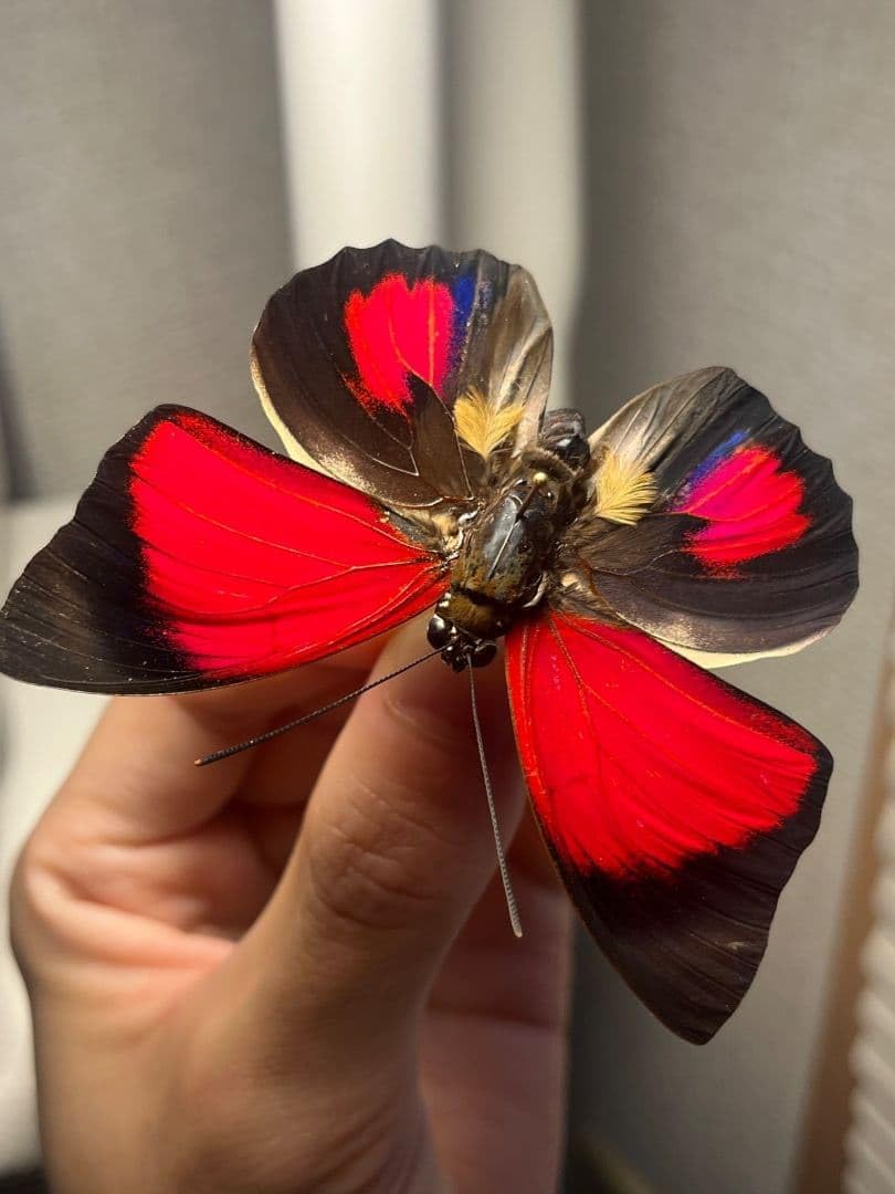 アグリアスクラウディナクロエサス♂ ミイロタテハ 蝶標本 甲虫 アグリアスクラウディナクロエサス ミイロタテハ 蝶標本 甲虫 B <1109z