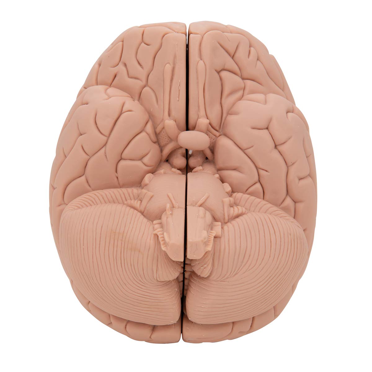 3B Scientific C15/1 wprowadzający model mózgu, 2 części darmowe oprogramowanie anatomiczne - 3B Smart Anatomy