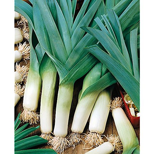 UNUSUAL RARE heirloom heritage POLISH BARTEK LEEK 100 seeds. Certified French organic grower
