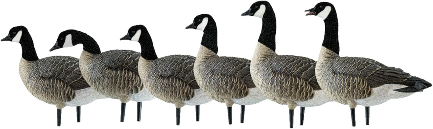 Avian X AXP Honkers Fusion Pack Lesser Canada Goose Decoys, 5 Oversized Active Postures, No Flake Paint, Flocked Heads, and Included Bag