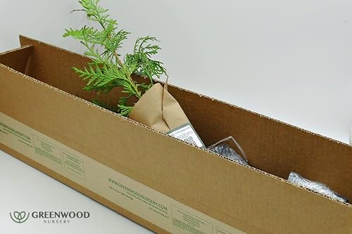 Miniatura 2 de Thuja verde gigante arborvitae (5Macetas con plantas)