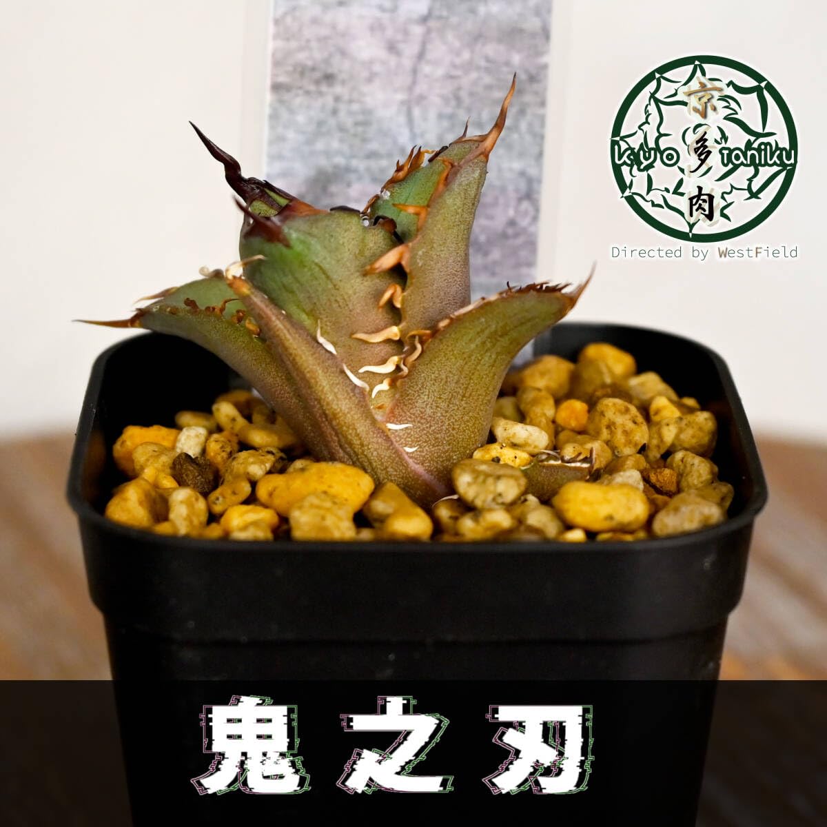 Amazon.co.jp: アガベ 鬼之刃 agave titanota チタノタ 発根済み 配送