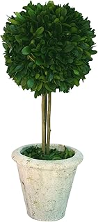 Mills Floral Company Box Topiary, Single, Large, 6