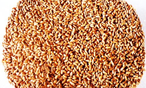 Wheat Berries -Hard Red Wheat - 10 Lbs - Excellent For Growing Wheatgrass to Juice, Food Storage, Grinding to Make Flour & Bread, Grain, Ornamental Wheat Grass, and Sprouting Seed