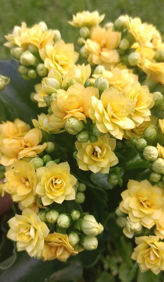 Kalkiplantation Kalanchoe Double Live Flower Plant with Beautiful Black Pot, Healthy Live Plant (Pack of 1) (Yellow)-image-26