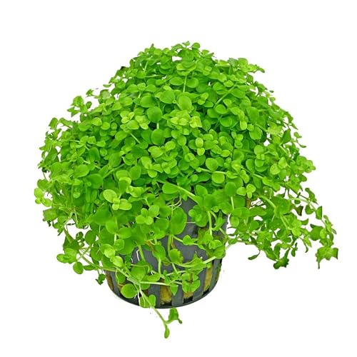 1/3/5 Potted Monte Carlo Freshwater Plants by Shore Aquatic