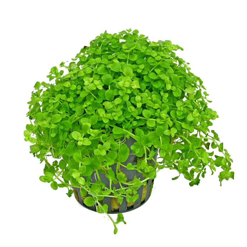 Monte Carlo Potted