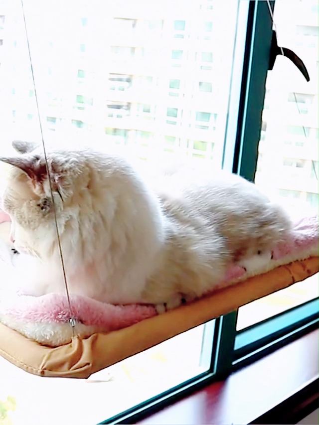 Amaca Per Gatti Da Finestra - Mensola Con Ventose Per Gatti Fino A 25 Kg, Design A Doppio Strato