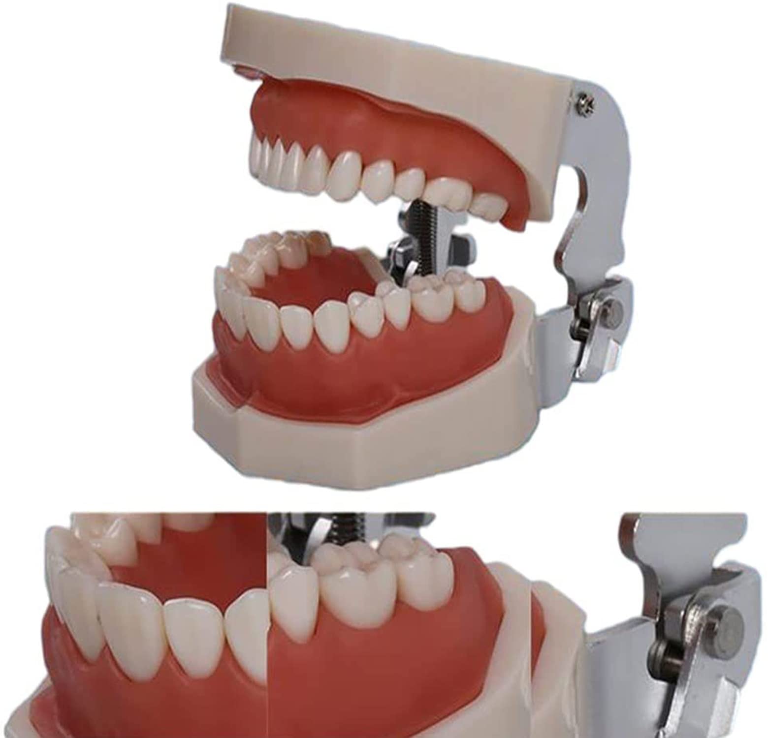 Winter Modelo de Dientes extraíbles de 32 Piezas, Modelo de Dientes tipodonto Dental, Modelo de práctica de Dentista, para higiene Dental, práctica de enseñanza y Estudio