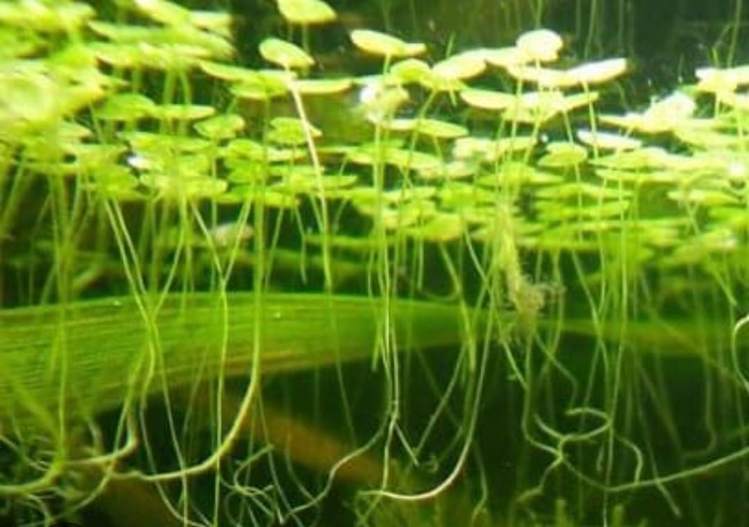 Live Floating Duckweed, 30g Pack, 100+ Plants for Aquarium and Pond, Low Maintenance