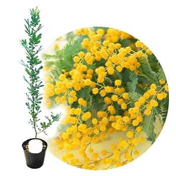 ミモザアカシア　　/ 654 ミモザアカシア / 654 - メルカリ