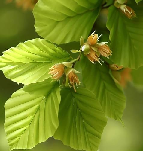 Fagus sylvatica (haya europea) Semillas de árbol, follaje atractivo, impresionante exhibición en otoño, semillas de MySeeds.Co, elige la cantidad