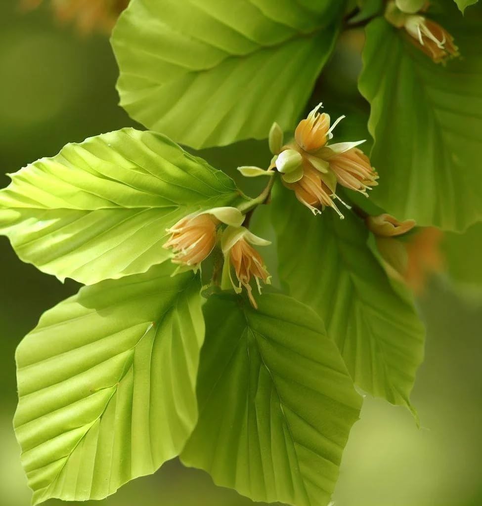 Fagus sylvatica (European Beech) Tree Seeds, Attractive Foliage, Stunning Display in Autumn, Seeds by MySeeds.Co, You Choose The Amount (0.5 oz)