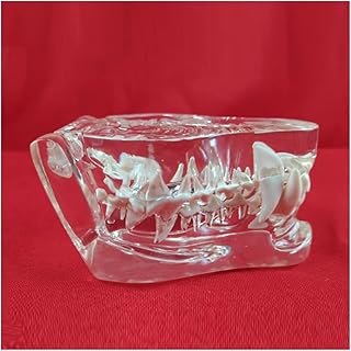 ZMX Transparent Dog Teeth Model - Educational Model Animal Teeth Model Canine Tooth Teaching Display Model - for Veterinary Research Teaching Demonstration