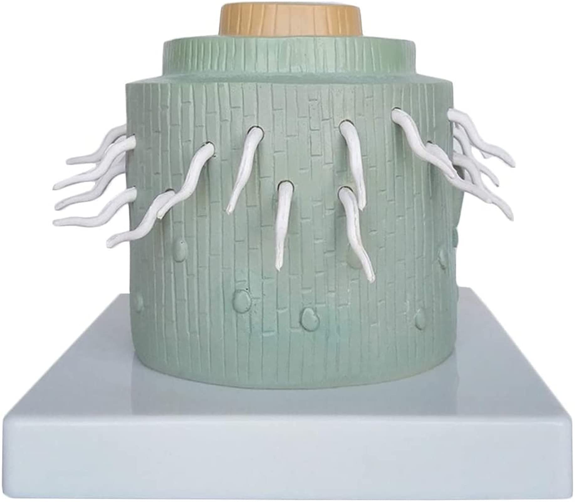 Root Model Education Study Model Study Model Educational Model Dicotyledon Root Anatomical ...