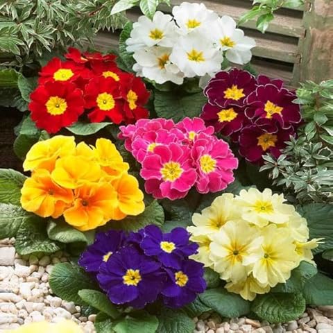 Seeds4planting - Seeds Evening Primrose Garden Mix Primula Perennial Flowers for Planting Cover