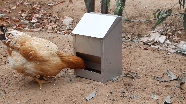 4.5kg Mangiatoia Automatica per Pollo In Acciaio Inox Appendere Mangiatoia Galline Automatica Senza Sprechi Alimentatore Automatico per Pollame Pollo Anatre Oche (Argento) - immagine 8