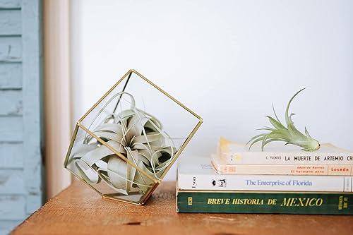 Miniatura 2 de Air plant shop Heptaedron - Terrario de cristal geométrico con planta de aire Tillandsia Xerographica - Venta al por mayor y a granel - Suculentas -