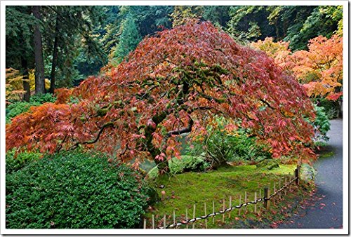 Red Dragon Weeping Japanese Maple - 3 Year Live Plant #TOP4