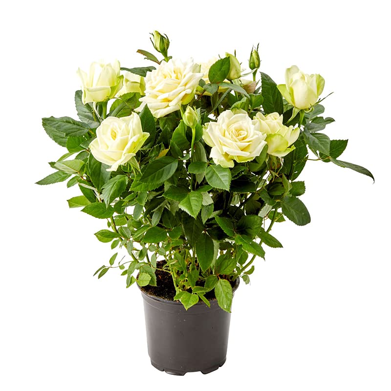 DECOALIVE Rosal Mini Blanco Planta Natural con Flores Blancas Rosas Blancas