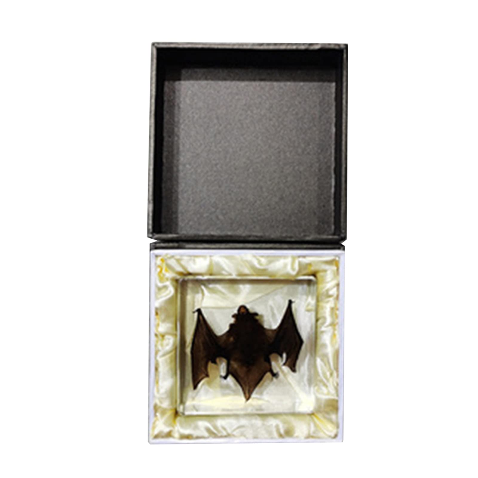 Giocattolo didattico da collezione biologico educativo da collezione biologico educativo del laboratorio del campione del campione del pipistrello del modello dell'esemplare del bat (A)