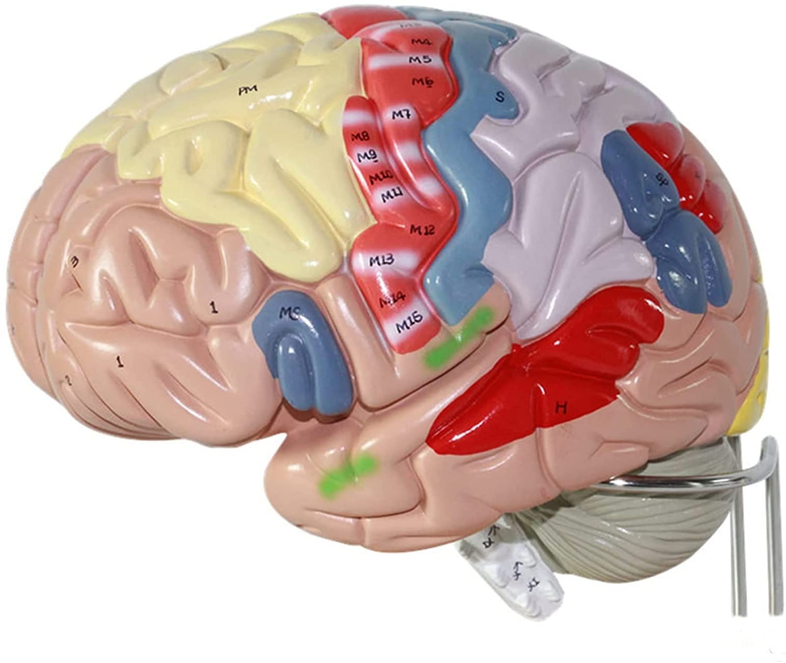 Anatomia del Cervello Umano Modello di partizione Funzione cerebrale Modello di Anatomia Cervello Umano Modello anatomico Funzione cerebrale Dipinta Modello di Struttura partizione Modello