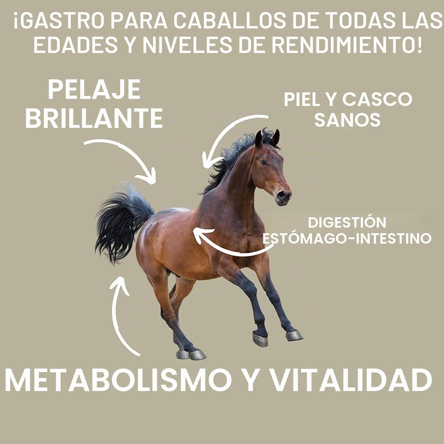 Estómago Intestino Booster Caballo - Probióticos - Levadura de Cerveza I Vitamina E Caballo Cultivos de Levadura Flora Intestinal Tracto Gastrointestinal después de Cólicos Vómitos Agua Diarrea 30ml