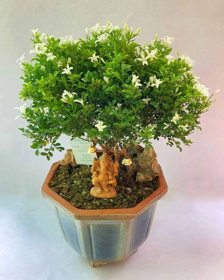 Live Table Kamini Bonsai Plant in Pot, Indoor Decorative Oxygen Plant for Home, Office, Table Display (PACK OF 1) NLH_25