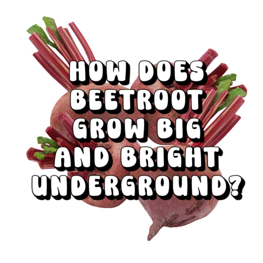 How Does Beetroot Grow Big and Bright Underground?