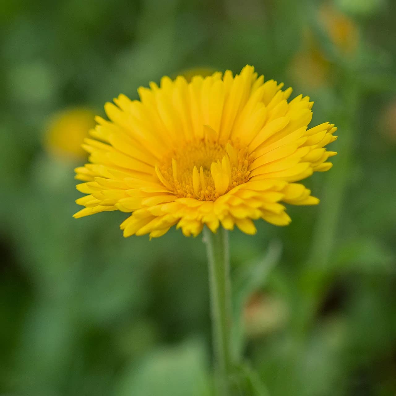 Ringelblumen-Saatgut – Calendula Officinalis, Bio, 2g (ca. 800 Samen)