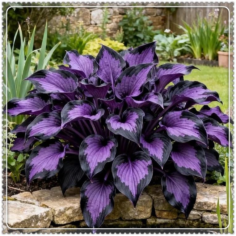 Rare Heart Hosta Bulbs, Outdoor Plants for Gardens, and Borders - Easy to Grow Flowering Perennials, Excellent Display-15 Bulbs-A
