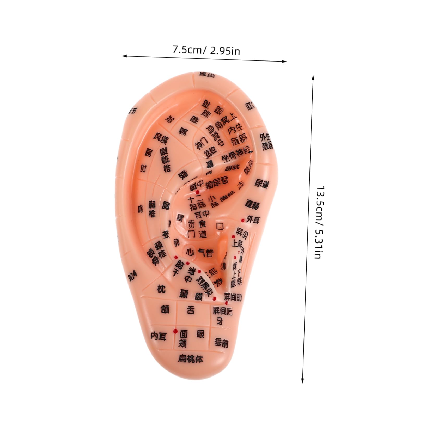 TOVINANNA Human Ear Model Soft Silicone Ear Part Model Engraved for Teaching Massage Practice