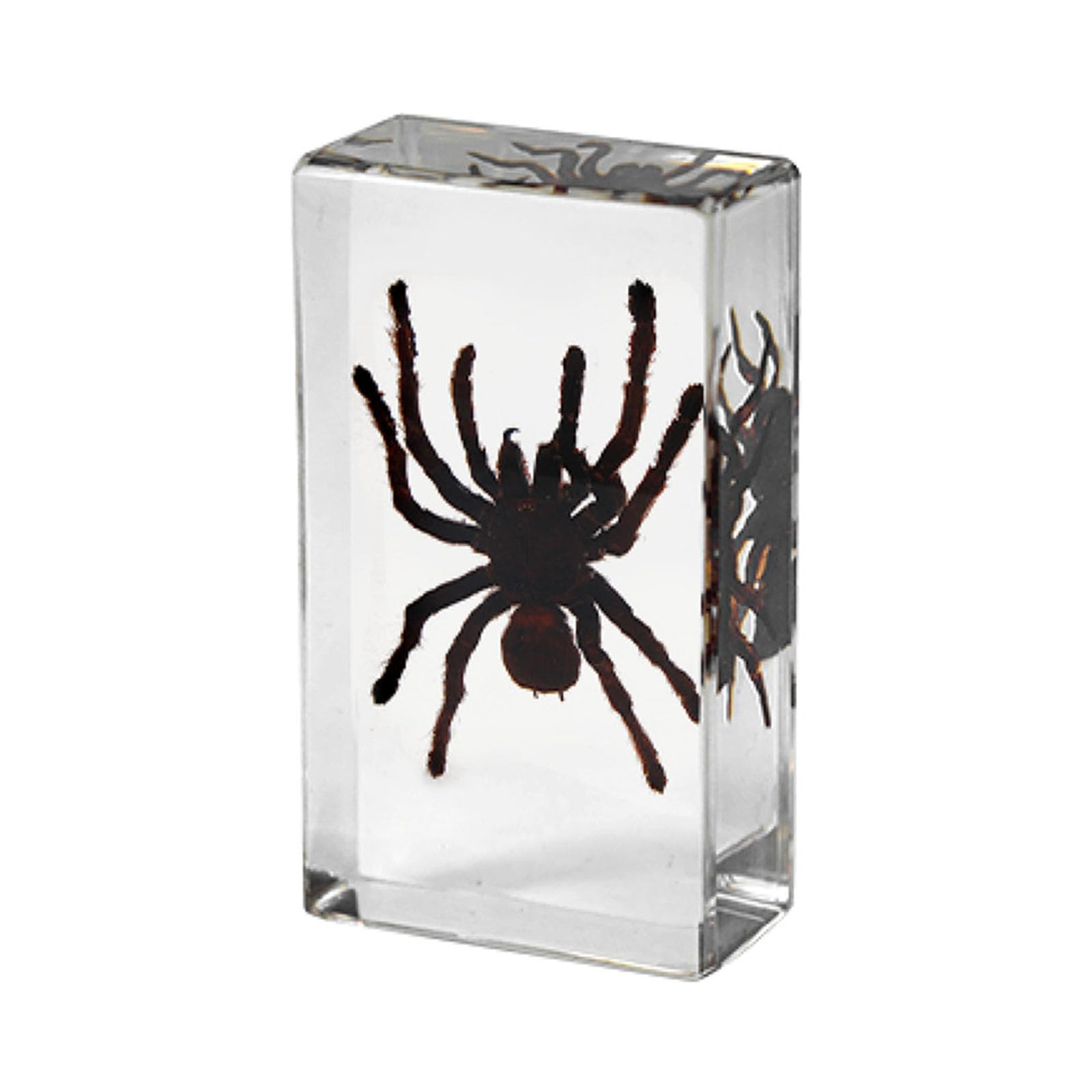 hixswnu Real Tarantula Specimen Encased in Transparent Resin - Perfect for Biology Education Display, Desk Decor, and Paperweight - Unique Taxidermy Spider Display Item