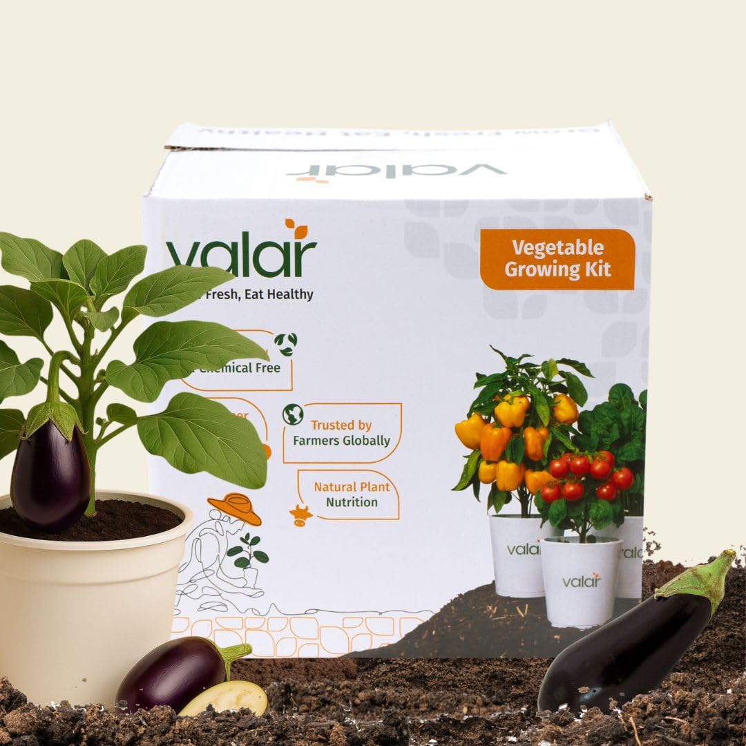 valar brinjal growing kit | diy all-in-one home gardening set (pack of 1 - big) | organic seeds +bio-fertilizers + 24x7 support.