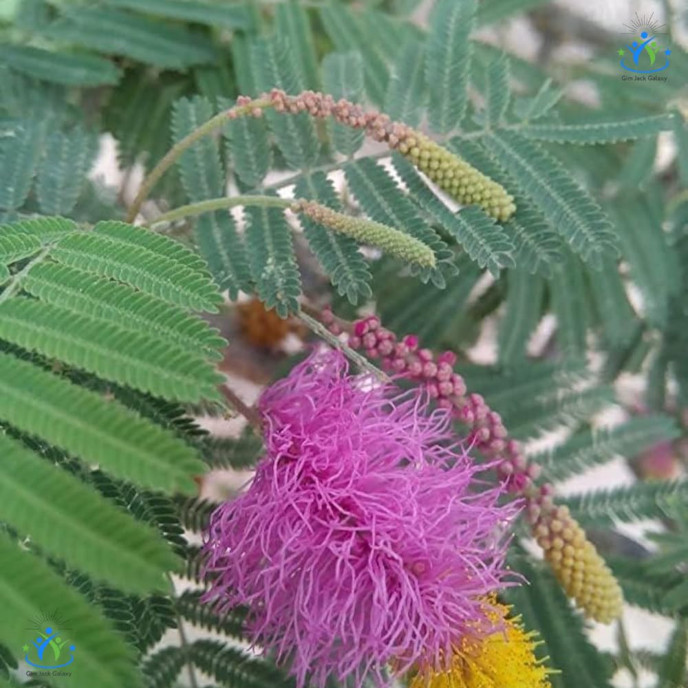 Shami Plant - Hardy Evergreen Tree -5