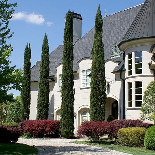 Brighter Blooms - Italian Cypress Tree, 3-4 ft. - No Shipping to AZ