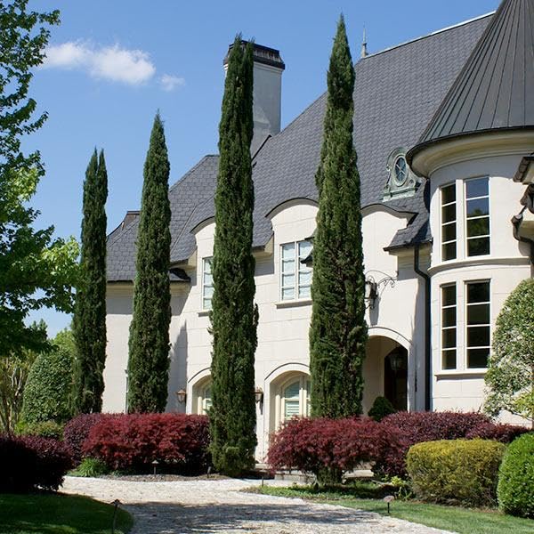 Brighter Blooms Italian Cypress 1-2 ft