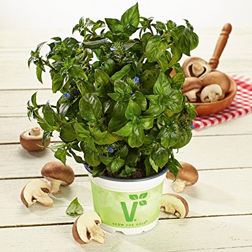 Preisvergleich Produktbild Pilzkraut (Rungia klossii)