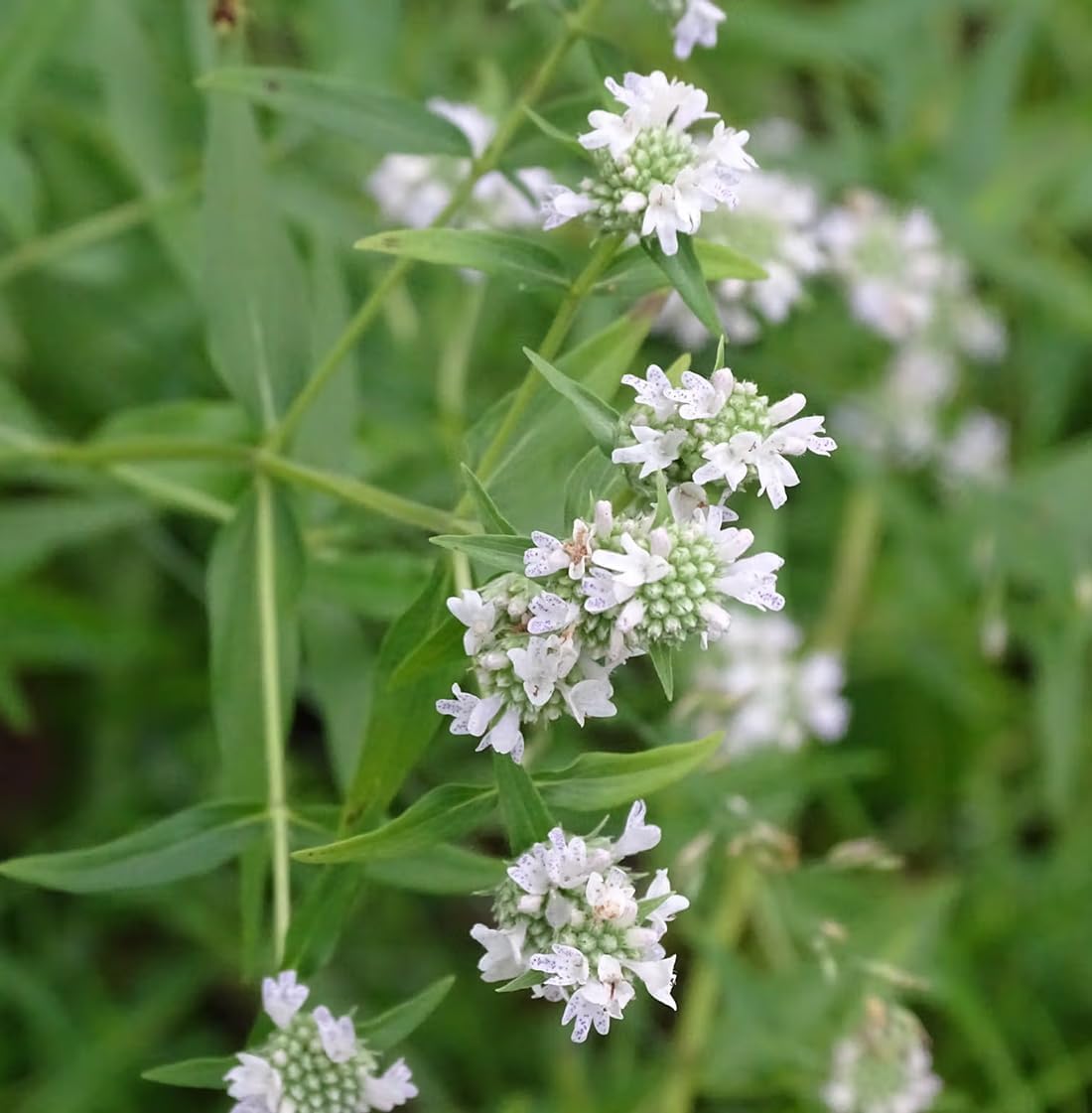 3 Live Mountain Mint Plants (Pycnanthemum virginianum) Perennial Wildflowers from My Home Park – Individually Potted in 4” Pots – 4–8” Tall on Arrival - Not Seeds – Supports Pollinators – Zones 4–8