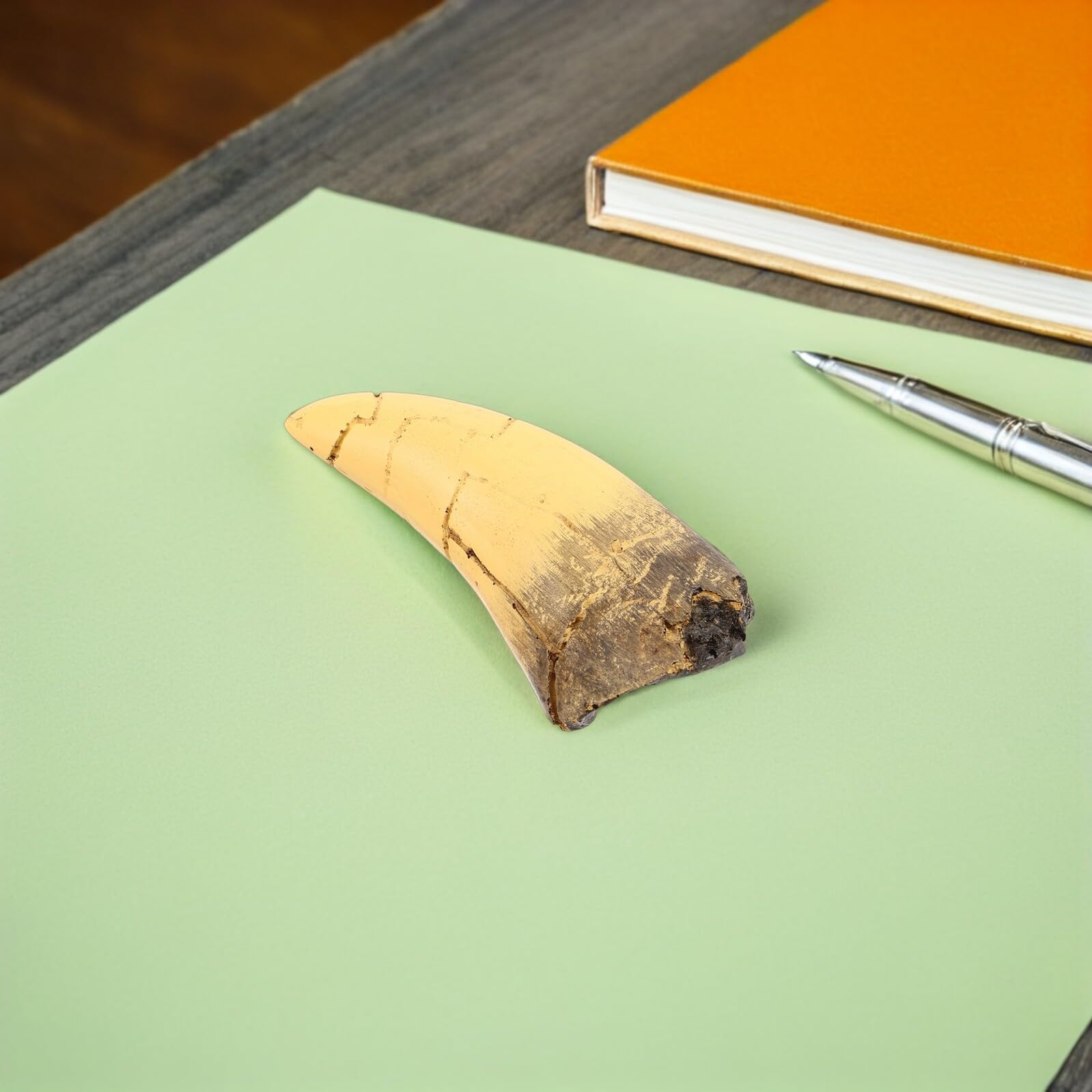 Scultura Realistica di Dente di Dinosauro in Resina Aspetto Preistorico Distintivo, Decorazione per Feste a Tema Dinosauri e Display Educativi Interattivi