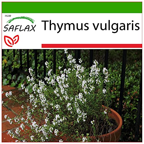 SAFLAX - Tomillo - 200 semillas - Con sustrato estéril para cultivo - Thymus vulgaris
