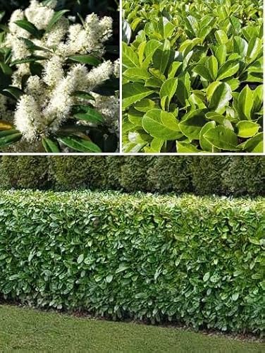 Cherry Laurel Prunus Laurocerasus 30+ Seeds Fast Everygreen Screening
